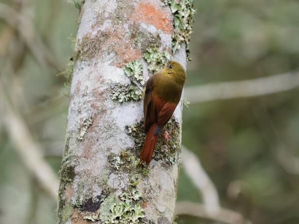 Grijze muisspecht (Sittasomus griseicapillus)